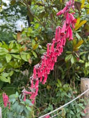 A vibrant cluster of tubular pink flowers hanging along a graceful arching stem, set against lush green foliage in a garden setting.