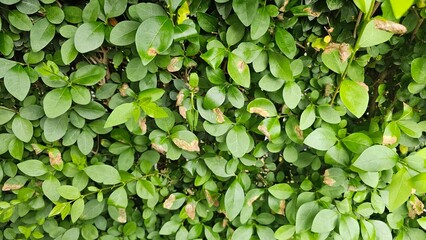 green leaves background