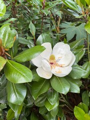 White magnolia flower in bloom surrounded by dense, glossy green foliage, highlighting its large creamy petals and golden stamen in a natural garden setting.