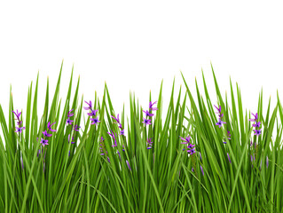 Fototapeta premium Vibrant Purple Flowers Blooming in Lush Green Grass A Nature's Delight