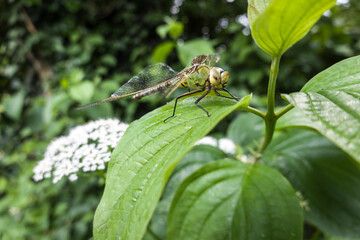Grosse Königslibelle (Anax imperator)