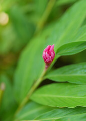 Vibrant young ginger plant with a bright pink flower, shallow depth of field