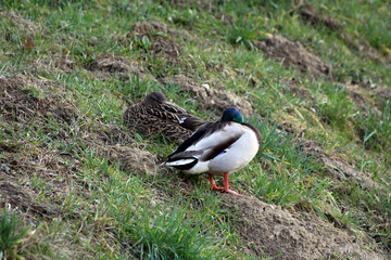 A pair of mallard ducks, one male with a green head and one female with mottled brown plumage, rest together on a grassy, uneven riverbank, blending into the spring landscape
