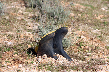 A pair of worn black rubber boots with yellow trim are stuck upside down in rocky, grassy soil, creating a quirky and humorous scene in an open outdoor area