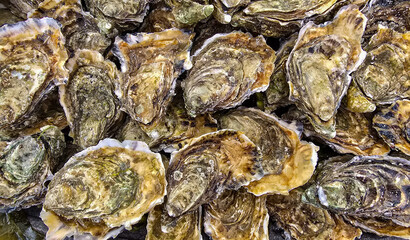 Fresh oysters from the farm in the port Talais in Gironde estuary, in Nouvelle-Aquitaine in southwestern France.