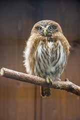 Sperlingskauz (Glaucidium passerinum)