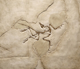Background image of an Archaeopteryx fossil trapped in sandstone slab