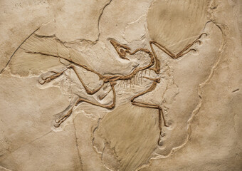 Background image of an Archaeopteryx fossil trapped in sandstone slab