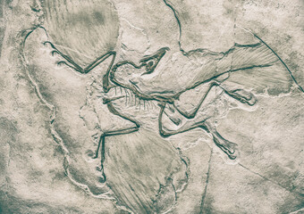 Abstract image of an Archaeopteryx fossil trapped in sandstone slab