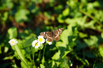 butterfly on a flower