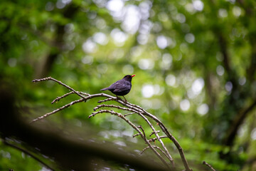 Male Common Blackbird (Turdus merula) in Phoenix Park, Dublin – widespread across Europe & Ireland