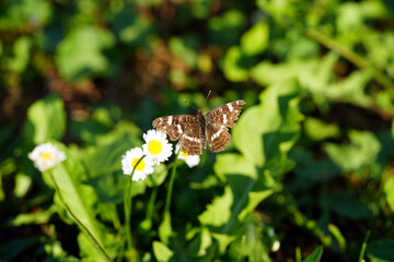 Obraz premium butterfly on a flower
