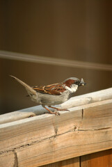 sparrow on a wooden fence