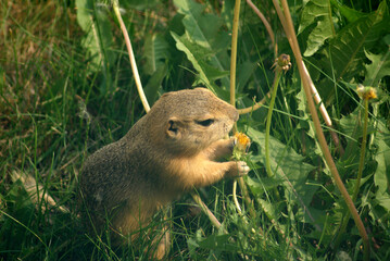 Gopher eating a dandelion