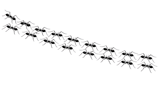 Elegant black ant pattern dark background graphic design art on transparent background