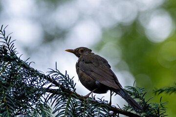 Male Common Blackbird (Turdus merula) in Phoenix Park, Dublin – widespread across Europe & Ireland