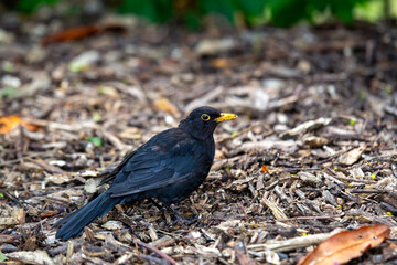 Male Common Blackbird (Turdus merula) in Phoenix Park, Dublin – widespread across Europe & Ireland