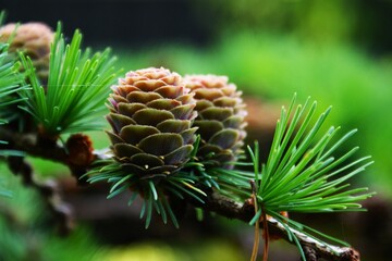 Pine branch with young cones close-up. Decorative pine.