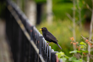 Male Common Blackbird (Turdus merula) in Phoenix Park, Dublin &ndash; widespread across Europe & Ireland