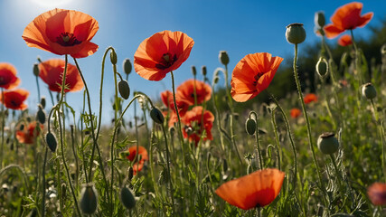 Obraz premium Bright and cheerful close-up of red poppies under a clear blue sky. Natural light illuminates delicate petals and green leaves, with a soft focus background enhancing the scene.