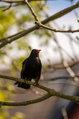 Male Common Blackbird (Turdus merula) in Phoenix Park, Dublin – widespread across Europe & Ireland