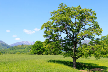新緑の木々と広い草原