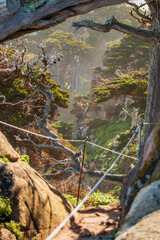 Cypress Grove at Point Lobos State Natural Reserve, California, USA