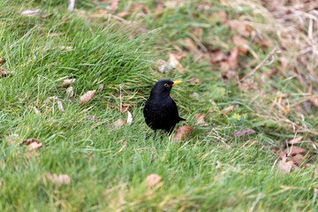 Male Common Blackbird (Turdus merula) in Phoenix Park, Dublin – widespread across Europe & Ireland
