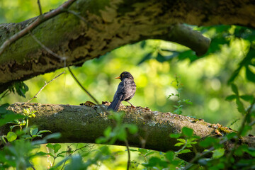 Male Common Blackbird (Turdus merula) in Phoenix Park, Dublin – widespread across Europe & Ireland