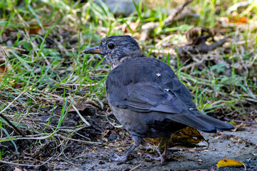 Male Common Blackbird (Turdus merula) in Phoenix Park, Dublin – widespread across Europe & Ireland