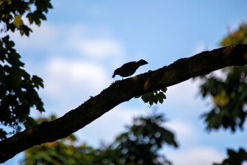 Male Common Blackbird (Turdus merula) in Phoenix Park, Dublin – widespread across Europe & Ireland