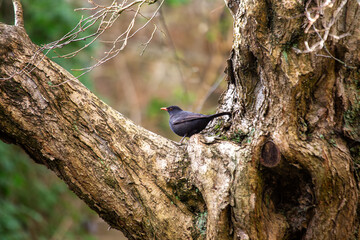 Male Common Blackbird (Turdus merula) in Phoenix Park, Dublin – widespread across Europe & Ireland