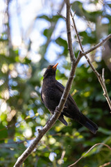 Male Common Blackbird (Turdus merula) in Phoenix Park, Dublin – widespread across Europe & Ireland