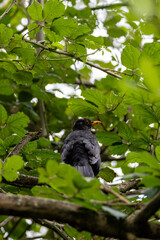 Male Common Blackbird (Turdus merula) in Phoenix Park, Dublin – widespread across Europe & Ireland