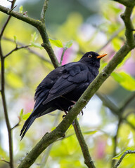Male Common Blackbird (Turdus merula) in Phoenix Park, Dublin – widespread across Europe & Ireland