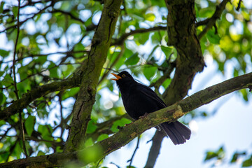 Male Common Blackbird (Turdus merula) in Phoenix Park, Dublin – widespread across Europe & Ireland