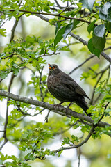 Male Common Blackbird (Turdus merula) in Phoenix Park, Dublin – widespread across Europe & Ireland