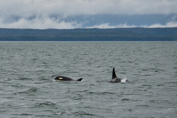 Orcas in the water