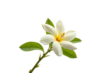 Jasmine flower and stem with green leaves, on white background,beautiful,petal,plant