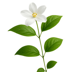 Jasmine flower and stem with green leaves, on white background,bloom,leaves,isolated