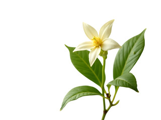 Jasmine flower and stem with green leaves, on white background,