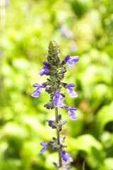 Salvia 'Indigo Spires' in Yamanashi, Japan