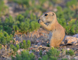 Juvenile black-tailed prairie dog (Cynomys ludovicianus) standing and eating, Lubbock, Texas