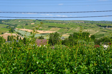 Sancerre, France. Vast Vineyards Spreading Across Sancerre – June 9, 2025