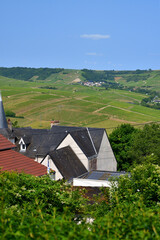 Sancerre, France. Vast Vineyards Spreading Across Sancerre – June 9, 2025