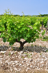 Sancerre, France. Vast Vineyards Spreading Across Sancerre – June 9, 2025