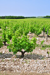 Sancerre, France. Vast Vineyards Spreading Across Sancerre – June 9, 2025
