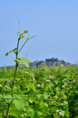 Sancerre, France. Vast Vineyards Spreading Across Sancerre – June 9, 2025