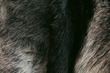 Photo of fur texture pattern