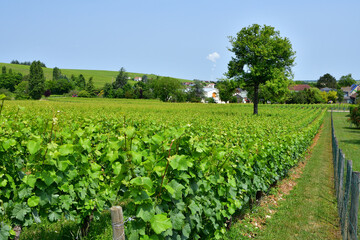 Sancerre, France. Vast Vineyards Spreading Across Sancerre – June 9, 2025